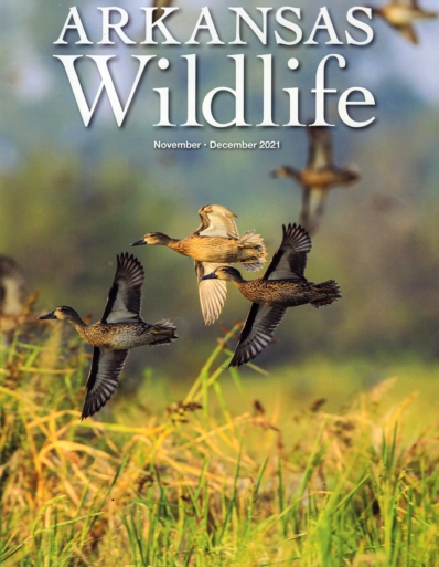 Arkansas Wildlife November 01, 2021 Issue Cover