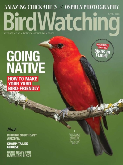 Bird Watching April 01, 2023 Issue Cover