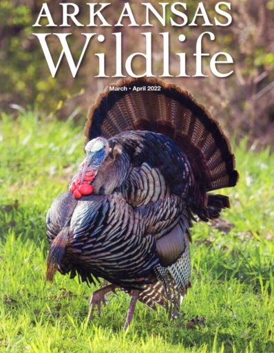 Arkansas Wildlife March 01, 2022 Issue Cover