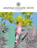 Arizona Wildlife Views March 01, 2023 Issue Cover