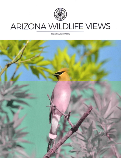 Arizona Wildlife Views March 01, 2023 Issue Cover