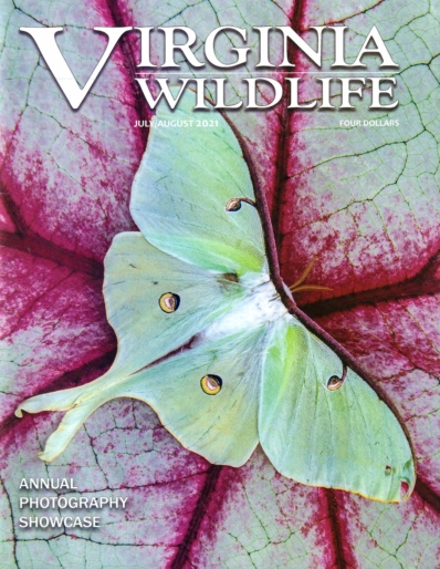 Virginia Wildlife July 01, 2021 Issue Cover