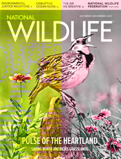 National Wildlife October 01, 2021 Issue Cover