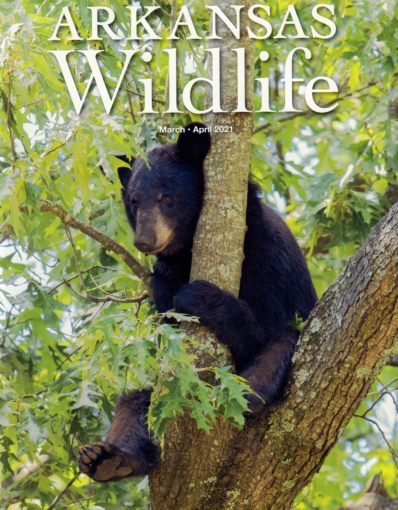 Arkansas Wildlife March 01, 2021 Issue Cover