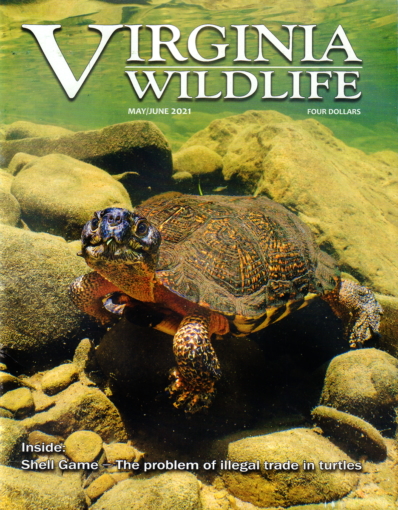 Virginia Wildlife May 01, 2021 Issue Cover