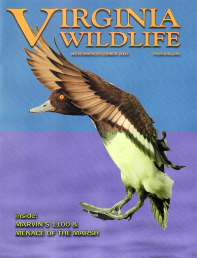 Virginia Wildlife November 01, 2021 Issue Cover