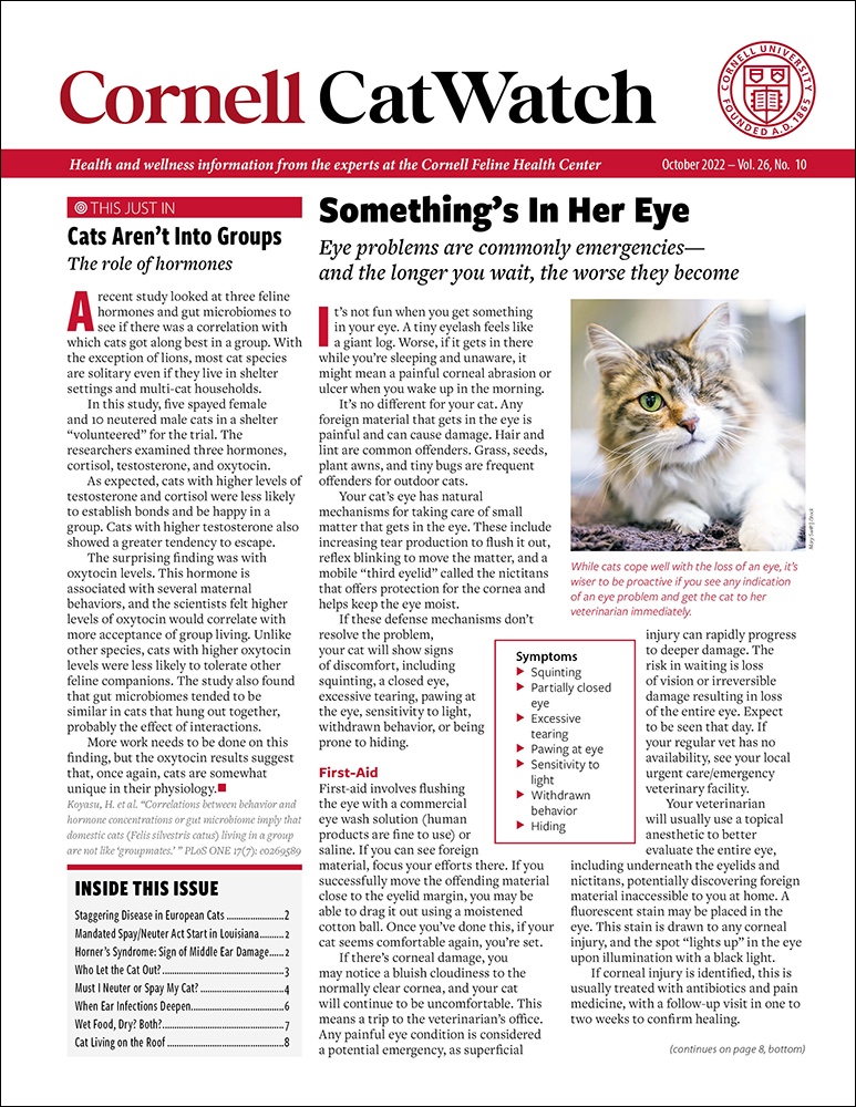 Catwatch Magazine