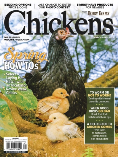 Chickens March 01, 2022 Issue Cover