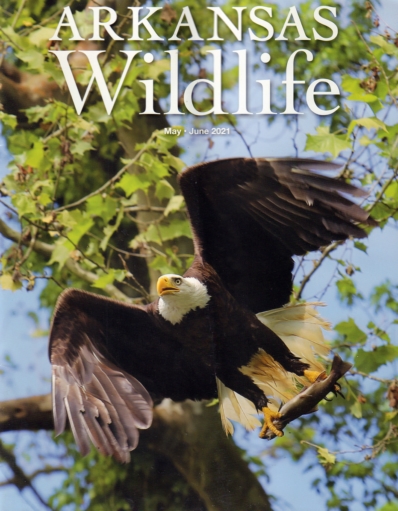 Arkansas Wildlife May 02, 2021 Issue Cover