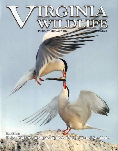 Virginia Wildlife | 1/1/2021 Cover
