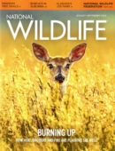National Wildlife August 01, 2022 Issue Cover