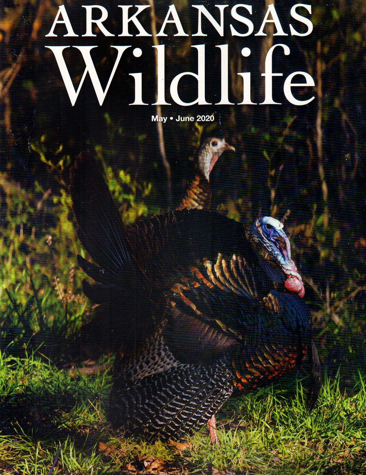 Arkansas-Wildlife May 01, 2020 Issue Cover