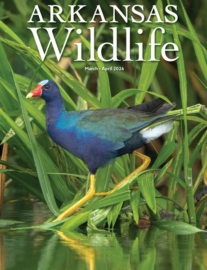 Arkansas-Wildlife March 01, 2026 Issue Cover