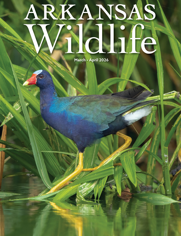 Arkansas Wildlife March 01, 2026 Issue Cover