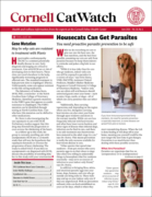 Catwatch June 01, 2026 Issue Cover