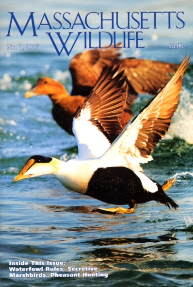Massachusetts Wildlife November 01, 2013 Issue Cover