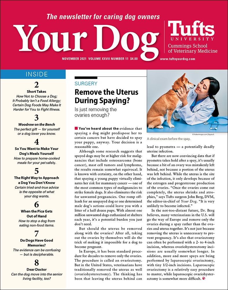 Your-Dog November 01, 2021 Issue Cover