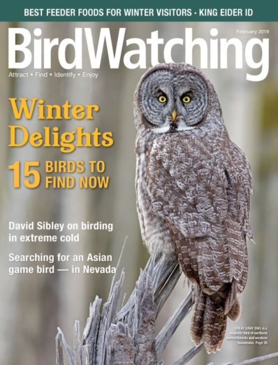 Bird Watching January 01, 2019 Issue Cover