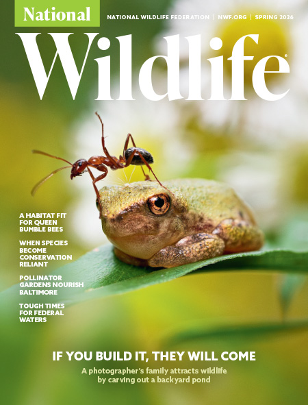 National Wildlife March 01, 2026 Issue Cover