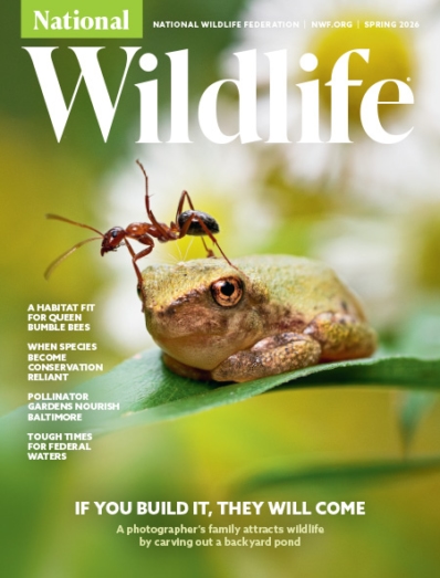 National Wildlife March 01, 2026 Issue Cover