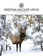Arizona Wildlife Views January 01, 2025 Issue Cover