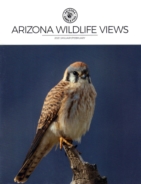 Arizona-Wildlife-Views January 01, 2021 Issue Cover
