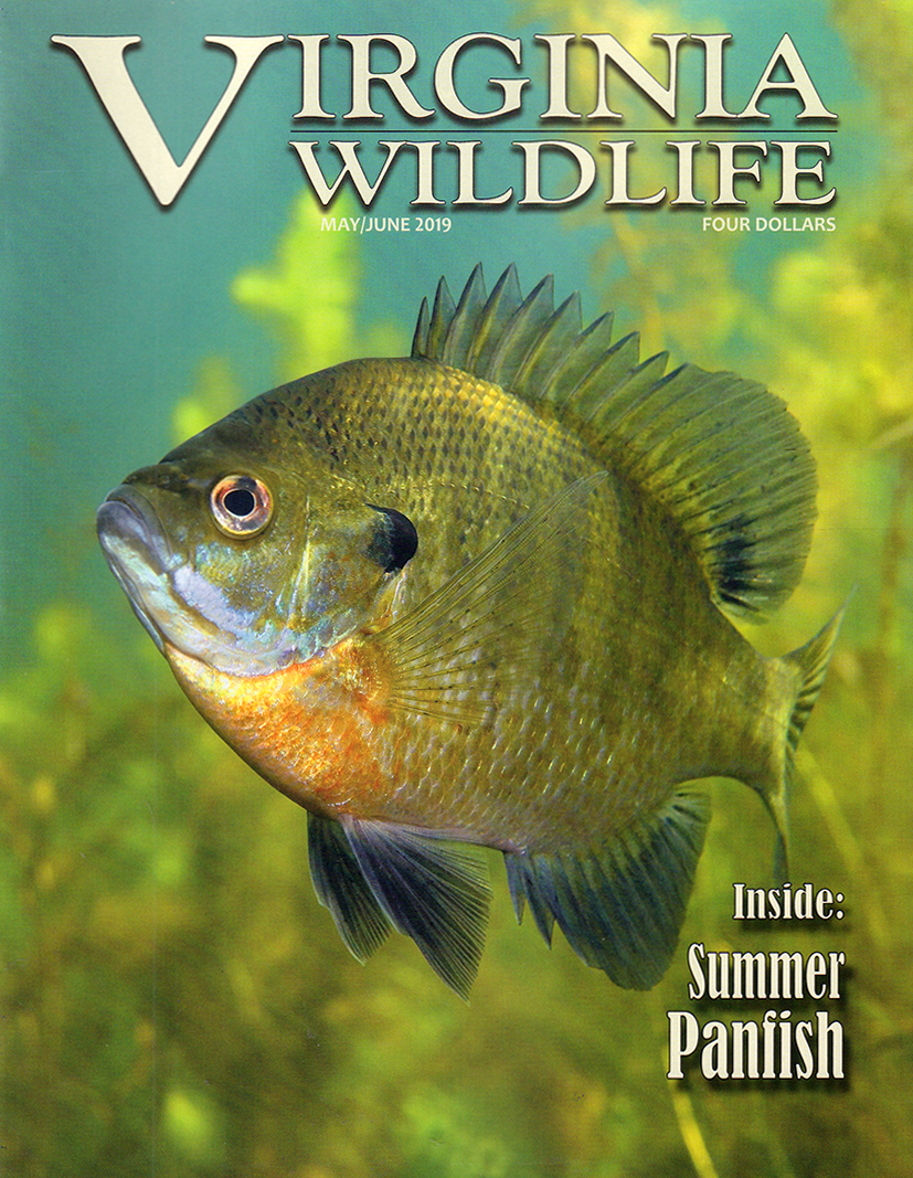 Virginia-Wildlife May 01, 2019 Issue Cover