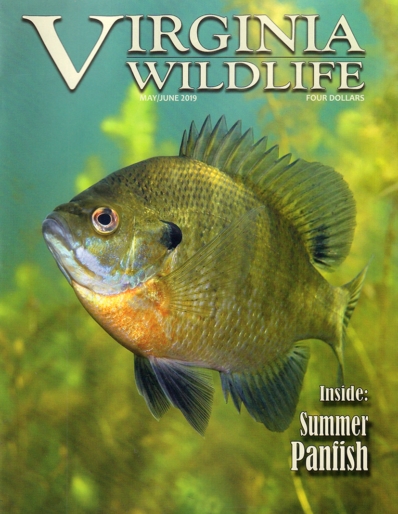 Virginia Wildlife May 01, 2019 Issue Cover