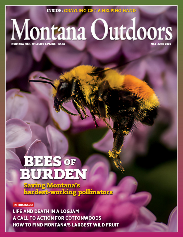 Montana Outdoors May 01, 2026 Issue Cover