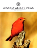 Arizona Wildlife Views March 01, 2024 Issue Cover