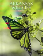Arkansas-Wildlife May 01, 2016 Issue Cover