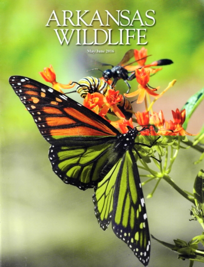 Arkansas Wildlife May 01, 2016 Issue Cover