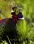 Wyoming-Wildlife May 01, 2013 Issue Cover