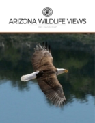 Arizona Wildlife Views July 01, 2026 Issue Cover