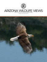 Arizona Wildlife Views July 01, 2026 Issue Cover