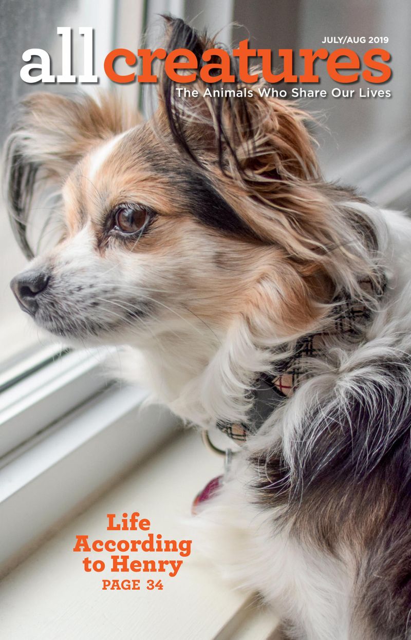 All-Creatures July 01, 2019 Issue Cover