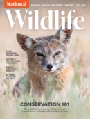 National Wildlife September 01, 2026 Issue Cover