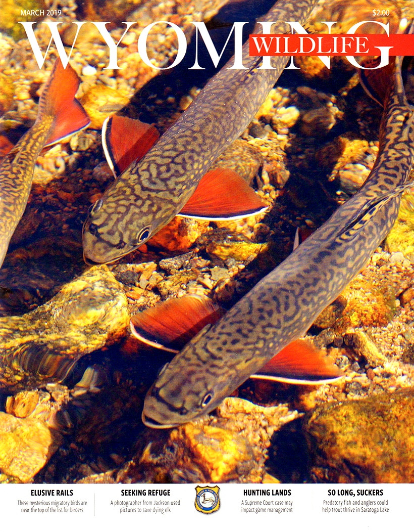 Wyoming-Wildlife March 01, 2019 Issue Cover