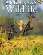 Arkansas-Wildlife November 01, 2021 Issue Cover