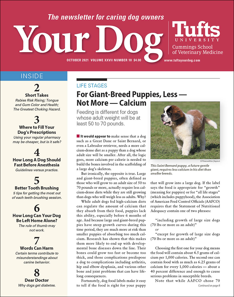 Your-Dog October 01, 2021 Issue Cover