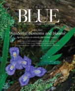 Michigan-Blue April 01, 2020 Issue Cover