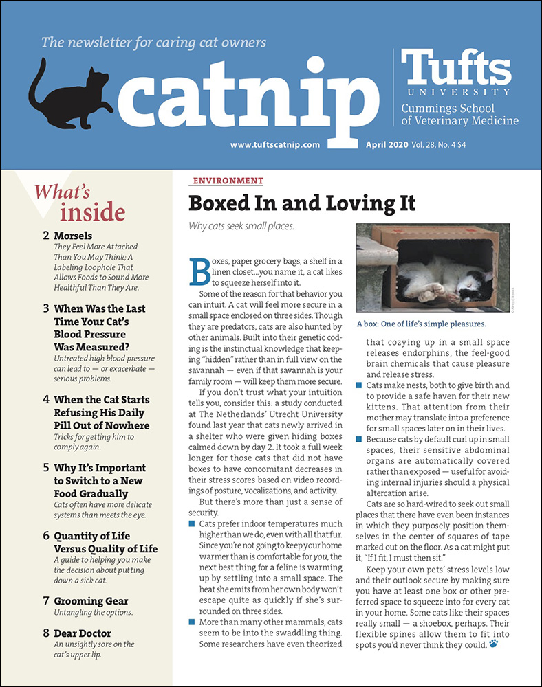 Catnip April 01, 2020 Issue Cover