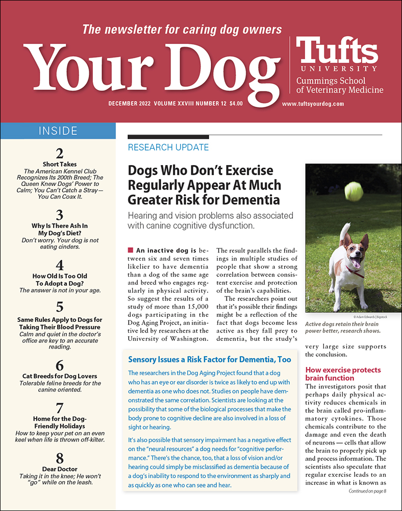 Your-Dog December 01, 2022 Issue Cover