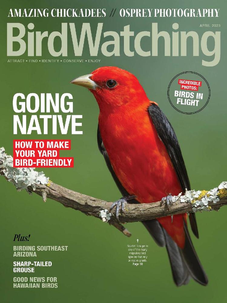 Bird-Watching April 01, 2023 Issue Cover