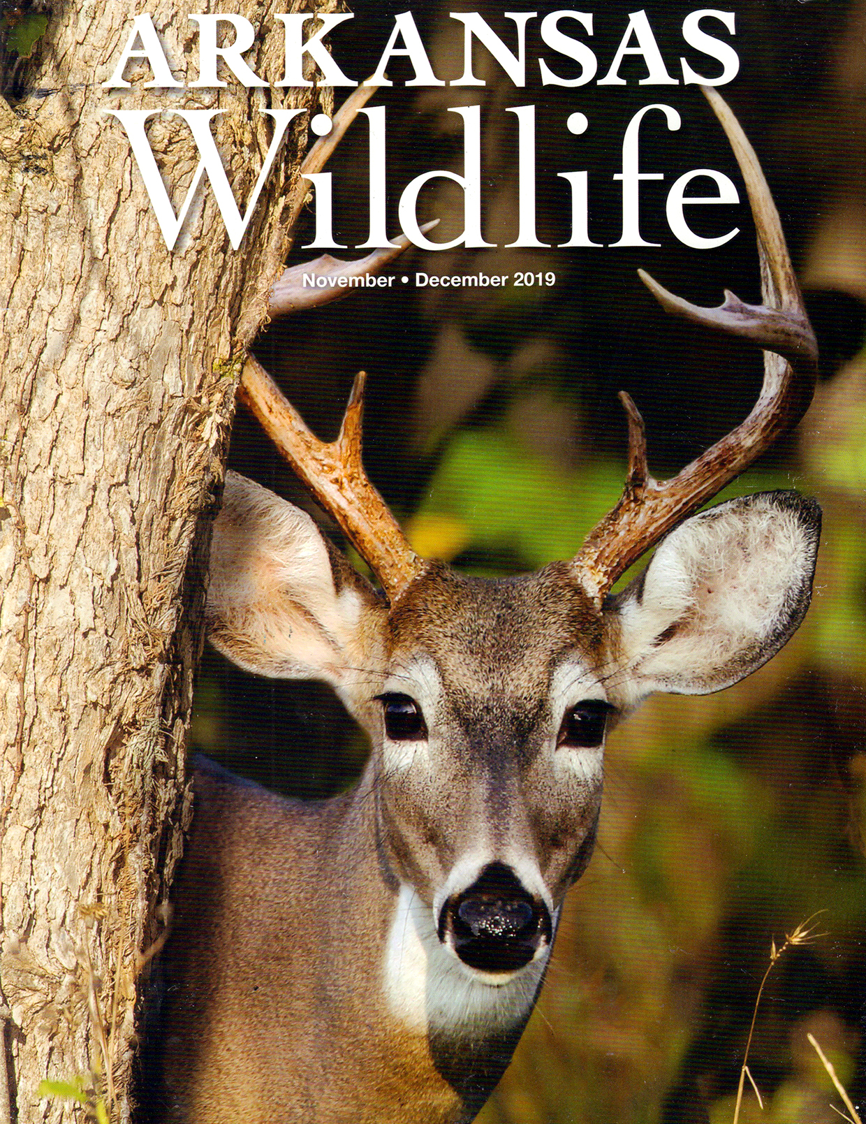 Arkansas-Wildlife November 01, 2019 Issue Cover