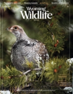 Wyoming-Wildlife April 01, 2016 Issue Cover