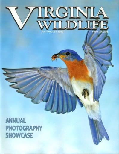 Virginia Wildlife July 01, 2019 Issue Cover