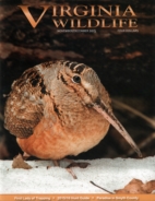 Virginia-Wildlife November 01, 2015 Issue Cover
