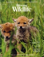 Wyoming-Wildlife May 01, 2016 Issue Cover