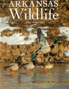 Arkansas-Wildlife January 01, 2023 Issue Cover